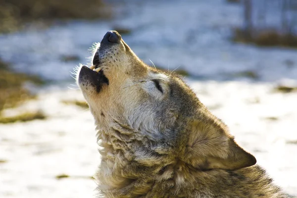 Wolf başkanı — Stok fotoğraf