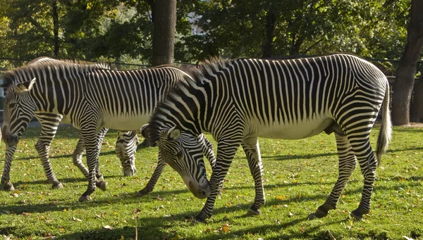 Några zebra — Stockfoto