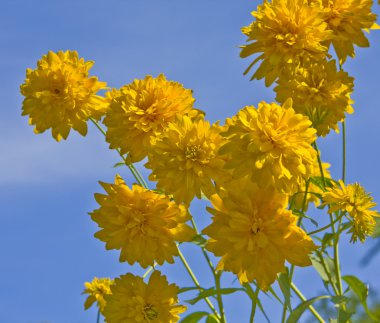 Rudbeckia Ekinezya