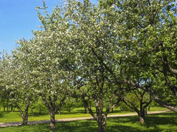 Jabłko ogród — Zdjęcie stockowe