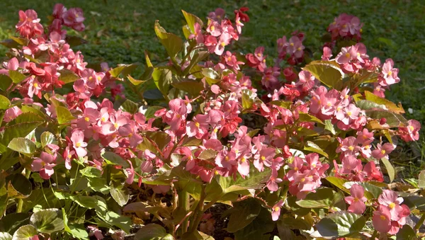 Roze begonia — Stockfoto