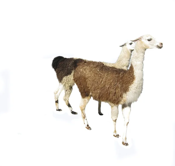 Две коричневые ламы — стоковое фото