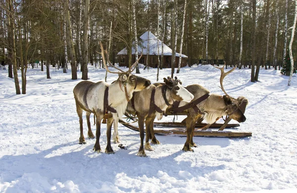 Carriage with deers — Stock Photo, Image