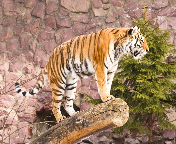 Tigre na árvore caída — Fotografia de Stock