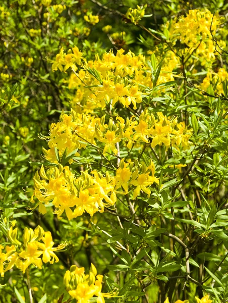 Gul rhododendron — Stockfoto