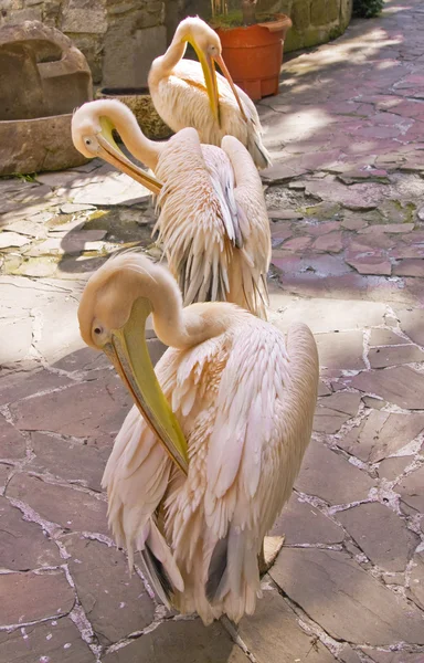 Pelikane — Stockfoto