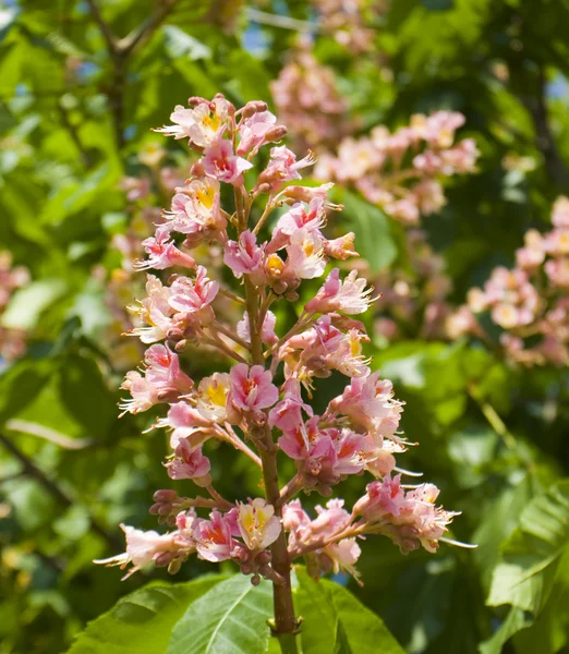 Pink chestnut flower