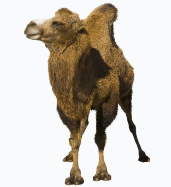 Bactrian camel clipart