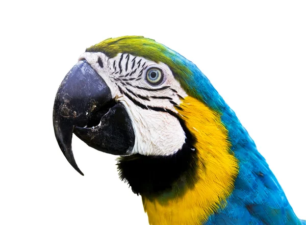 Папуга ара ararauna — стокове фото