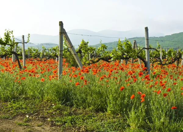 Poppies, vineyards and hills — Stock Photo, Image