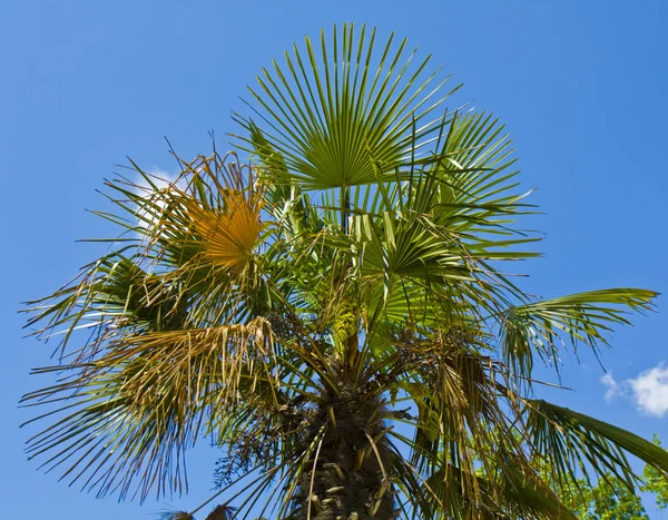 Gökyüzü palmiye — Stok fotoğraf