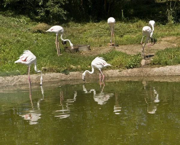 Flamingo biały — Zdjęcie stockowe