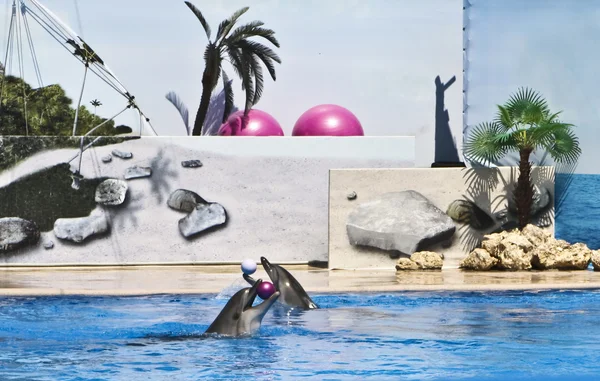 Two dolphins with balls — Stock Photo, Image