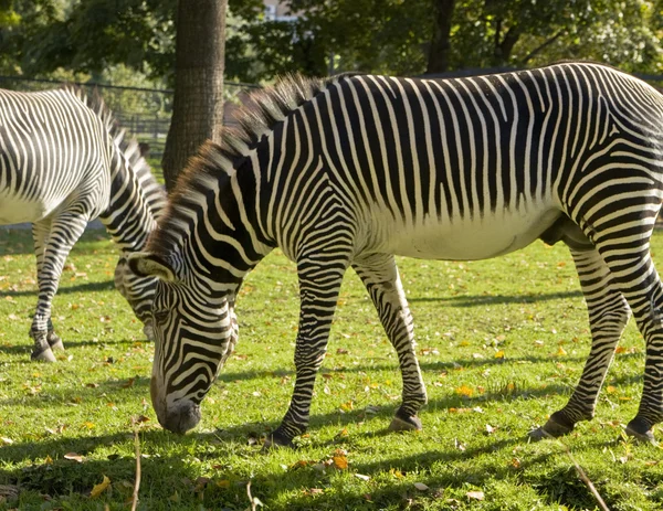 Zebra promenader — Stockfoto