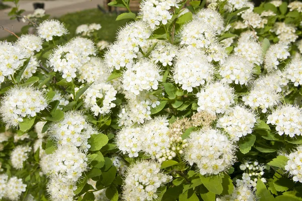 White japanese spirea — Stock Photo, Image