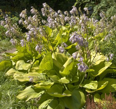 Hosta çiçeği içinde