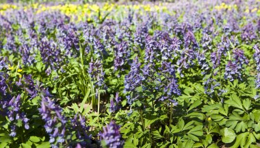 Corydalis