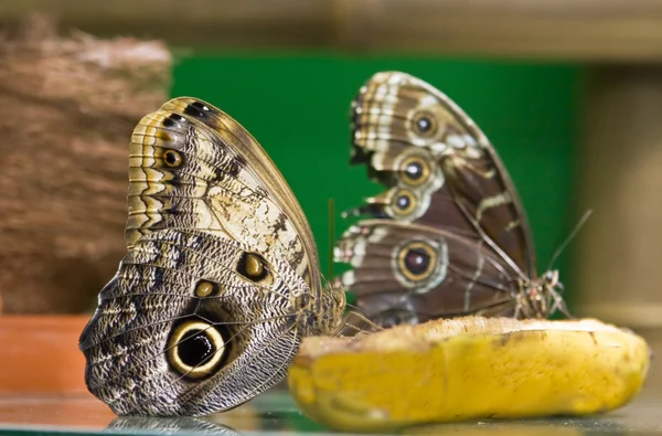Two butterflies on banana — Stock Photo, Image