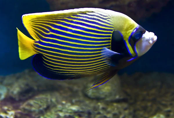Peixe-imperador (peixe-anjo ) — Fotografia de Stock