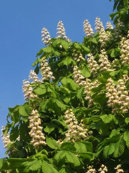 Flowers of white chestnut tree on blue sky — Stok fotoğraf