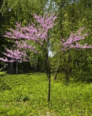 küçük pembe Japon kiraz ağacı