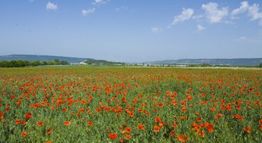 weiland met papaver