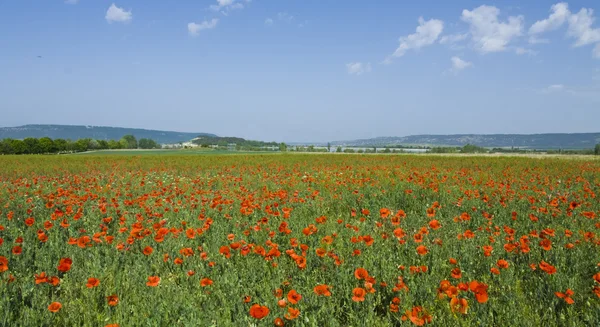 Meadow with poppies — Stock Photo, Image