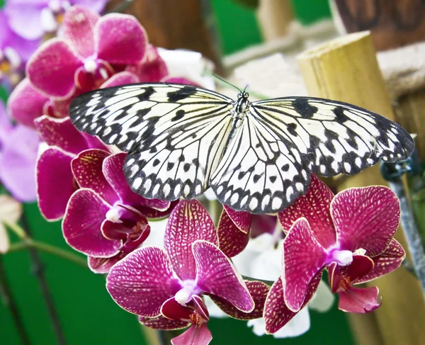 Рисовий папір метелика ( Паперовий дракон ) — стокове фото