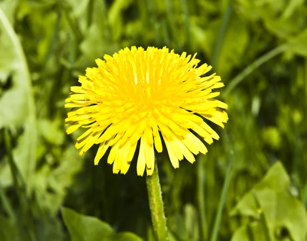 stock image Yellow dandelion