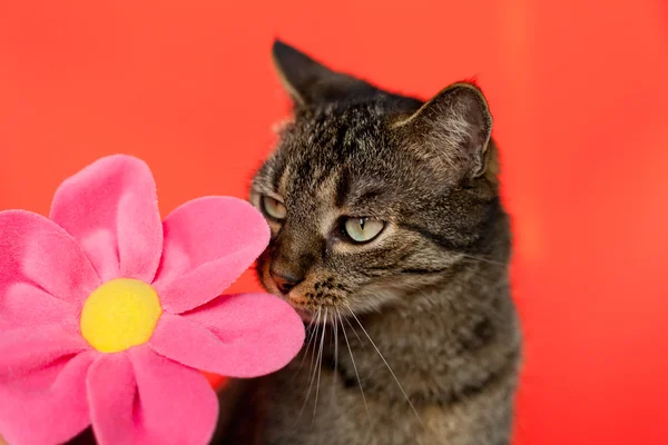 로맨틱 고양이 — 스톡 사진