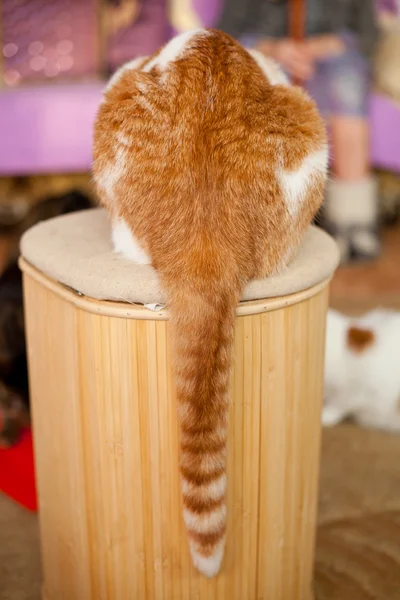 Foto van gember kat met zijn staart — Stockfoto