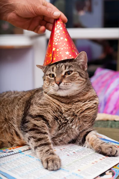 Funny fat cat wearing a party hat — Stock Photo, Image