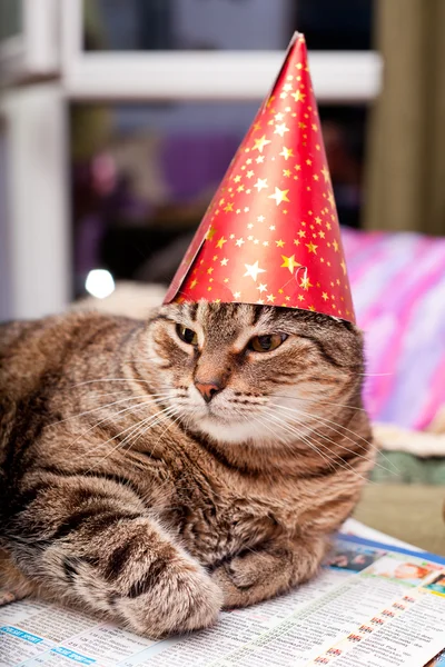 Funny fat cat wearing a party hat — Stock Photo, Image