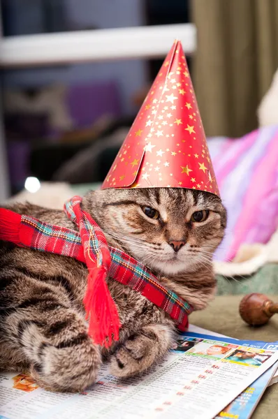 Funny fat cat wearing a party hat and a scarf — Stock Photo, Image