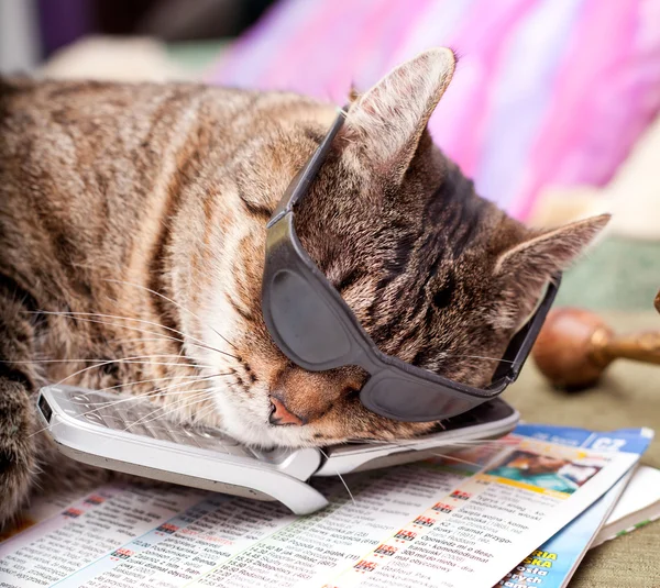 The real business cat — Stock Photo, Image