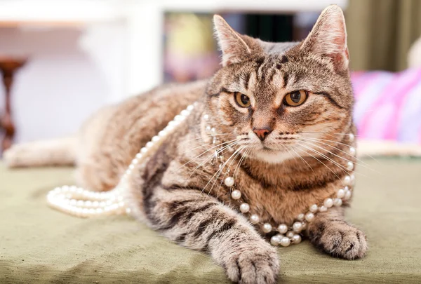 Funny Evropská kočka nosí náhrdelník. — Stock fotografie