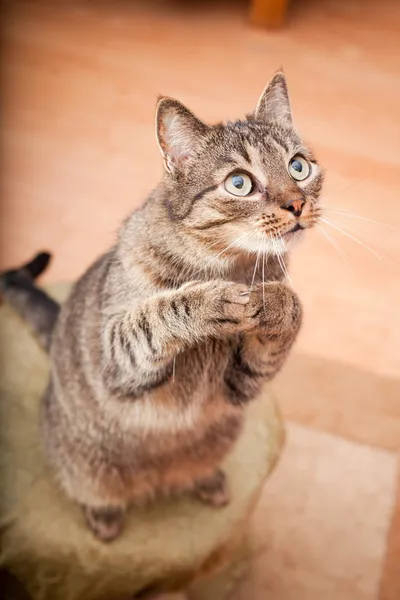 Забавный европейский кот просит перекусить. — стоковое фото