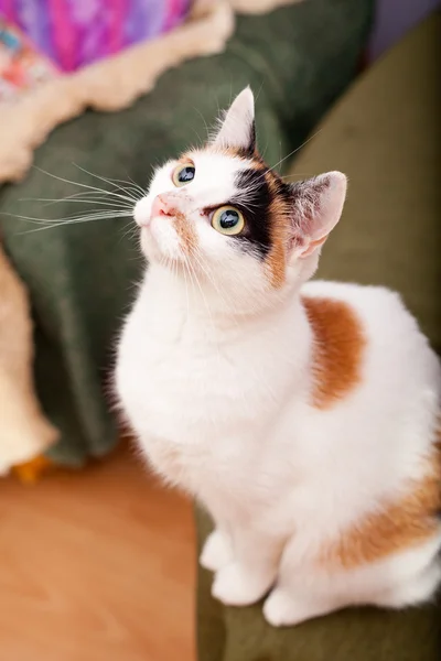 Entzückende tricolor Katze mit großen dunklen Augen. — Stockfoto