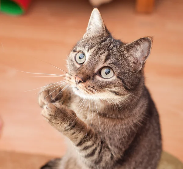Komik Avrupa kedi için atıştıracak bir şeyler isteyen — Stok fotoğraf