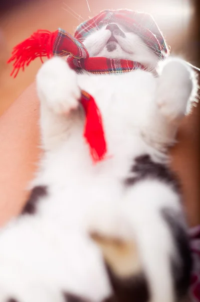 Atkı ve şapka giyen genç ve komik görünümlü kedi — Stok fotoğraf