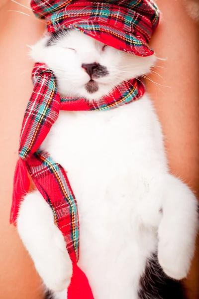 Νέοι και αστείο αναζητούν γάτα φοράει καπέλο και ένα κασκόλ — Φωτογραφία Αρχείου