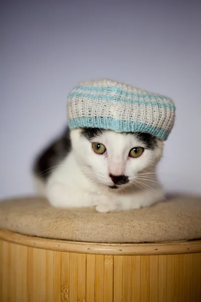 Şapka giyen genç ve komik görünümlü kedi. — Stok fotoğraf
