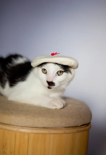 Ung och rolig letar katt hatt. — Stockfoto