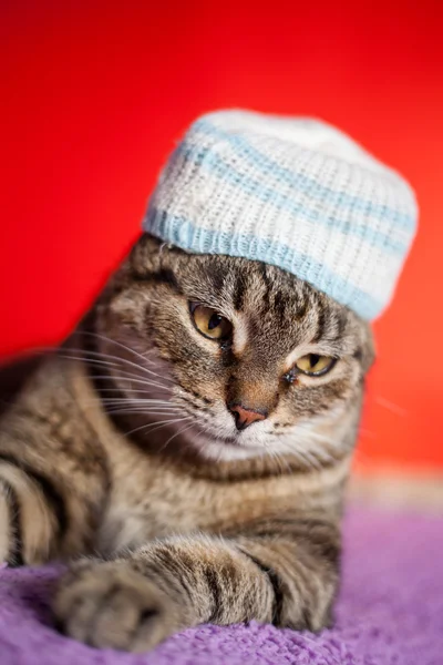 Evropská kočka nosí legrační klobouk — Stock fotografie