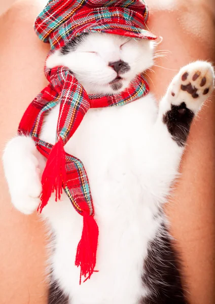 Yound and funny looking cat wearing hat and a scarf — Stock Photo, Image