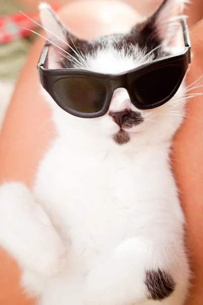 Αστεία νεαρή γάτα φοράει ένα γυαλιά ηλίου — Φωτογραφία Αρχείου
