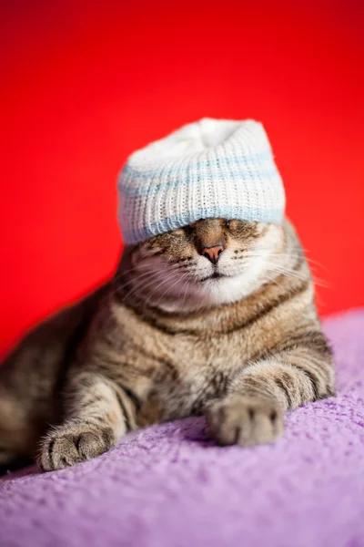 Európai macska viselése vicces kalap — Stock Fotó