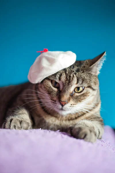 Európai macska viselése vicces kalap — Stock Fotó