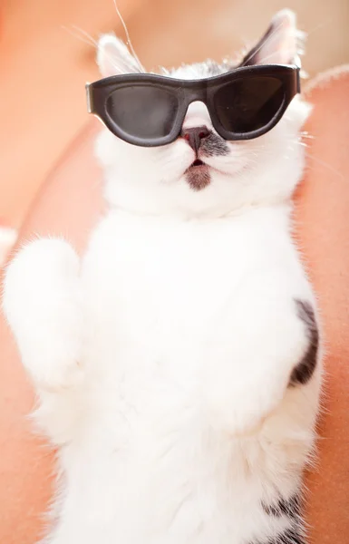 Забавный молодой кот в солнечных очках — стоковое фото