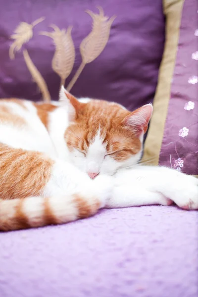 Ginger cat relaxing on a coach — Stock Photo, Image